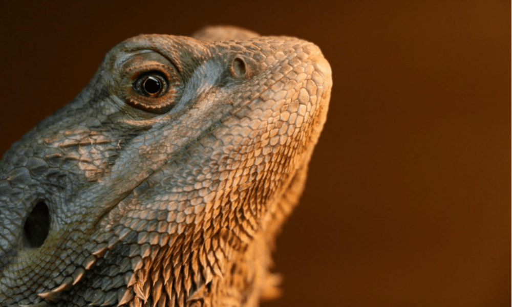 best live foods for bearded dragons